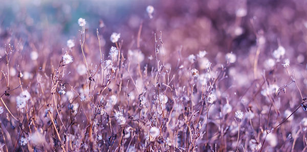 Close-up of flowers growing in field