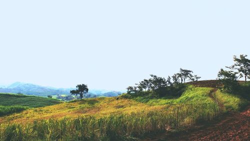 Scenic view of field against clear sky