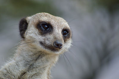 Close up of a meerkat at an animal park