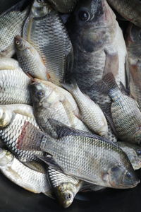 High angle view of fish for sale in market