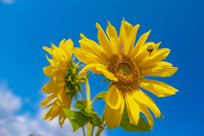 Close-up of sunflower against blue sky