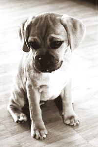 Close-up portrait of dog