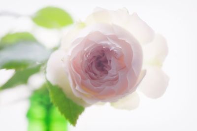 Close-up of rose against white background