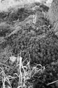 Close-up of plants on field