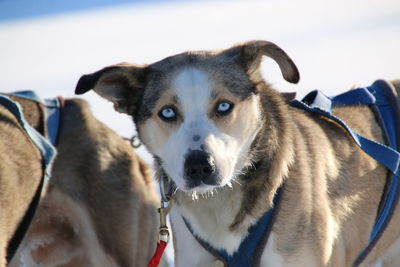 Close-up portrait of dog