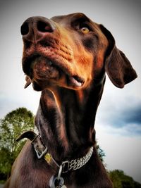 Close-up portrait of a dog