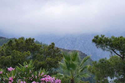 Scenic view of trees against sky