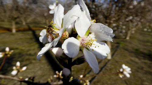 Close-up of white flower