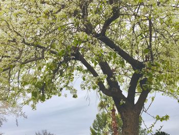 Low angle view of flowering tree against sky