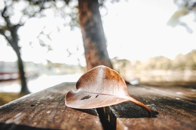 Close-up of log on wooden table beside a beautiful lake