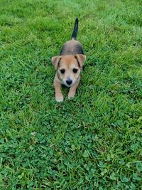 High angle view of dog on field