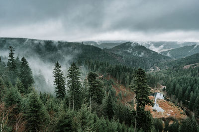 Panoramic view of pine trees and mountains against sky