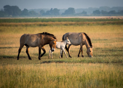 Horses grazing in a field