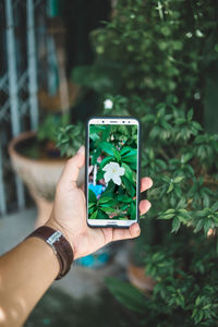 Cropped hand of woman photographing plants through mobile phone