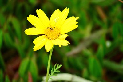 Close-up of yellow flower blooming outdoors