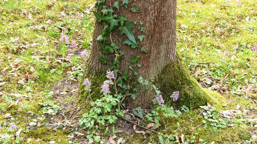 Close-up of tree trunk in forest