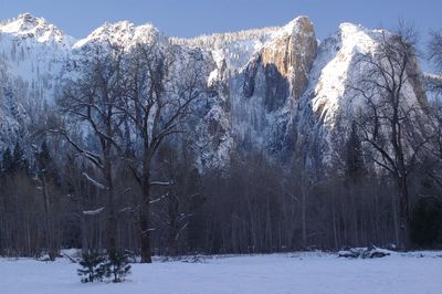 Trees on snow covered landscape