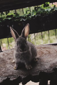 Close-up of a rabbit