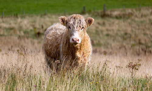 Portrait of cow on grass