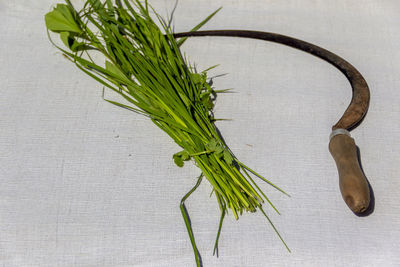 High angle view of vegetables on table against white background