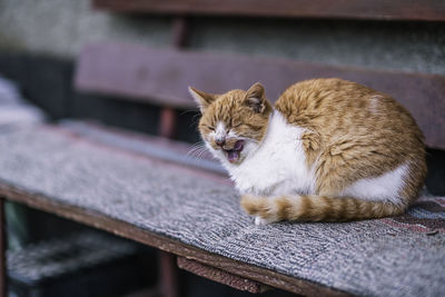 Cat sitting on seat