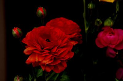 Close-up of red flowers against black background