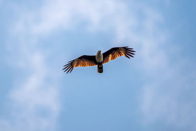 Low angle view of eagle flying in sky