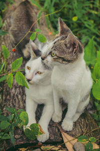 Cat resting on a plant