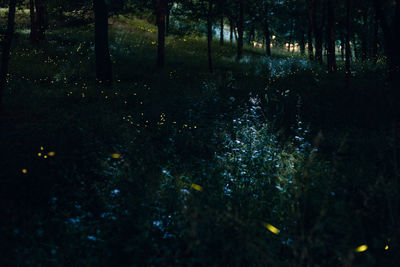 View of trees in forest