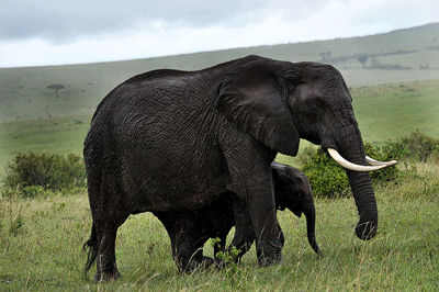 View of elephant on field