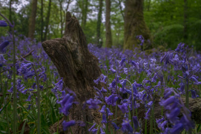 Close-up of purple flowers blooming in field