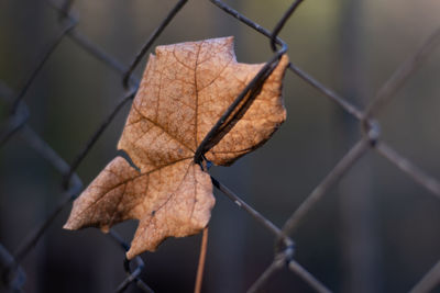 Close-up of dry maple leaf on fence