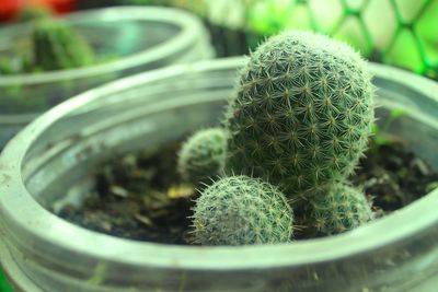 Close-up of succulent plant