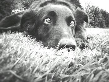 Close-up portrait of dog lying on grass