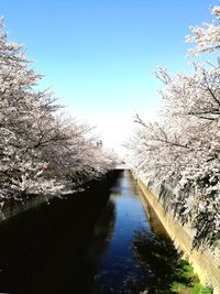 Cherry blossom by river against sky