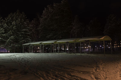 Illuminated trees at night
