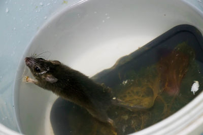 Close-up of turtle in water