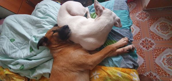 High angle view of dog sleeping on bed at home