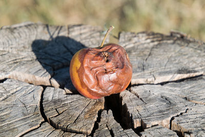 Close-up of pumpkin on tree stump