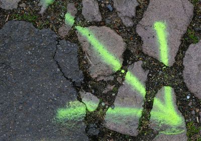 Close-up of leaf on road