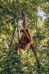 Low angle view of monkey on tree