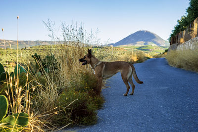 View of dog on mountain against clear sky