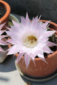 Close-up of pink flower in pot