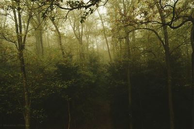 Trees in forest