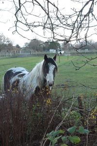 Portrait of horse on field against sky