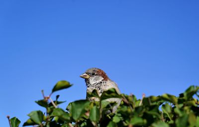 Low angle view of bird perching on plant against clear blue sky