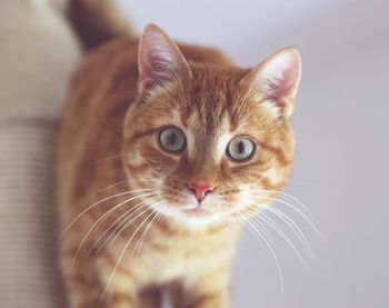 Close-up portrait of cat