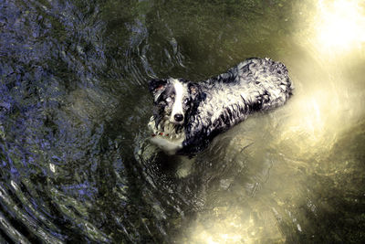 High angle portrait of a dog in water