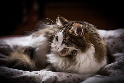 Cat relaxing on bed at home