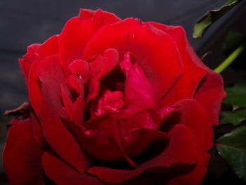 Close-up of red rose blooming outdoors